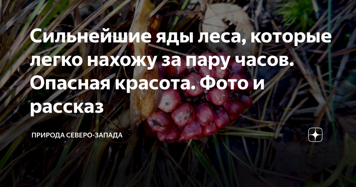 Сильным ядом я смотрю