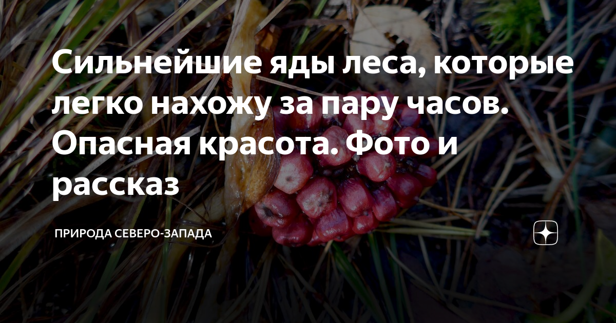 Оказалось сильным ядом. Сильнейшие яды. Сильнейший яд. Яд в лесу картинка.