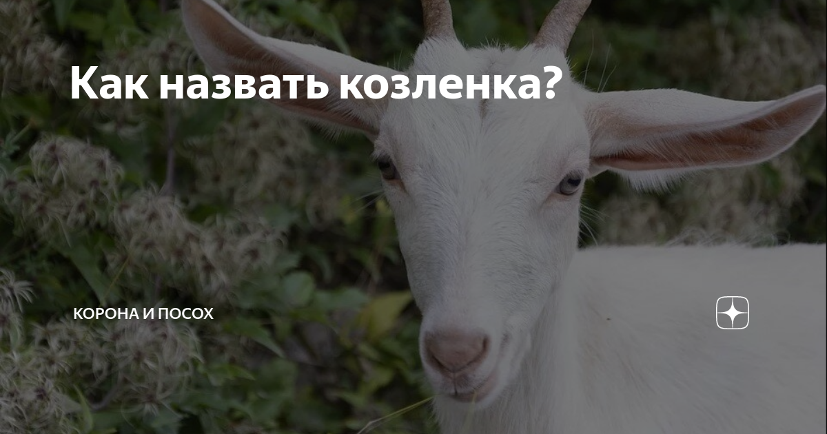 Как назвать козу клички