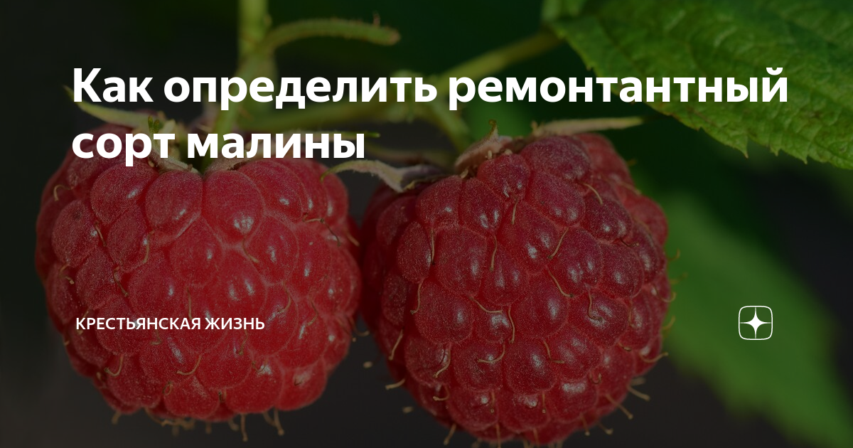Как определить ремонтантный сорт малины | Крестьянская жизнь | Дзен