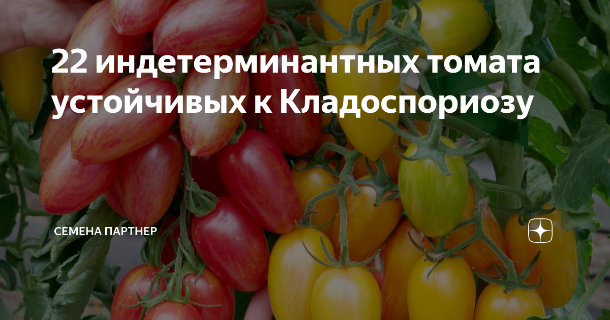 Томаты устойчивые. Томаты партнер устойчивые к кладоспориозу. Кладоспориоз томатов устойчивые сорта. Томаты Семко устойчивые к кладоспориозу. Фирма партнер -томаты устойчивые к кладоспориозу для теплиц.