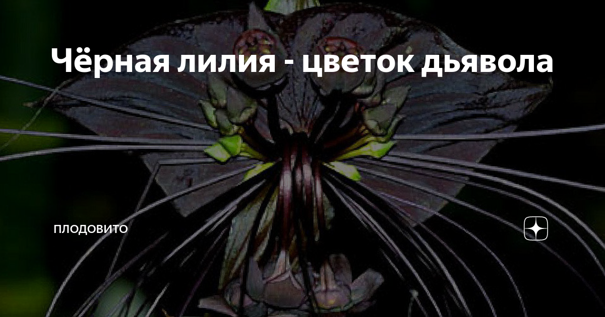 Чёрная лилия - цветок дьявола | ПлодоВито | Дзен
