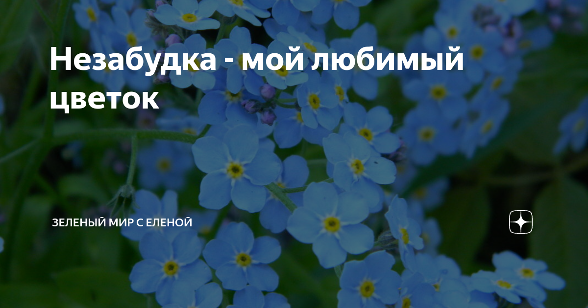 Незабудка твой любимый цветок mp3. Незабудка мой любимый цветок. Незабудка какой мой любимый цветок. Песня Незабудка мой любимый цветок. Незабудка мой любимый цветок прикол.