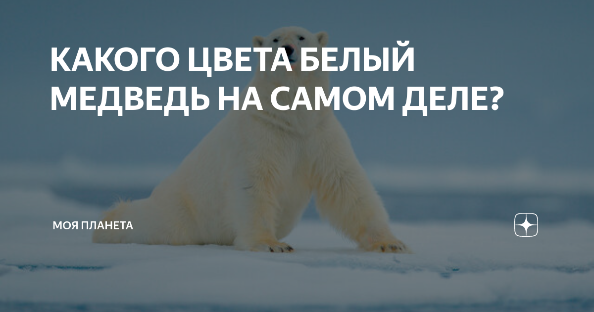 КАКОГО ЦВЕТА БЕЛЫЙ МЕДВЕДЬ НА САМОМ ДЕЛЕ? | МОЯ ПЛАНЕТА | Дзен