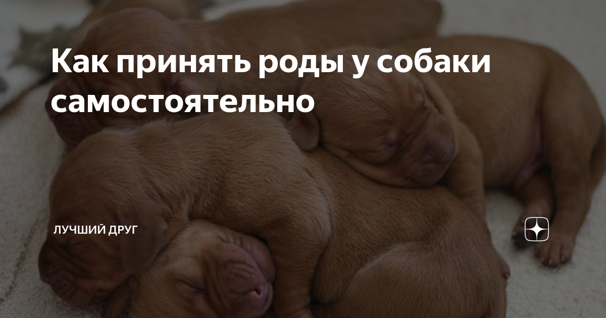 как принять роды у собаки в домашних условиях видео