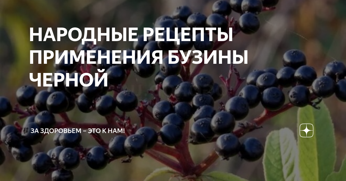 Бузина применение в медицине. Бузина применение в медицине. Бузина применение в медицине. Бузина лечебные свойства. Бузина двудольные бузина.