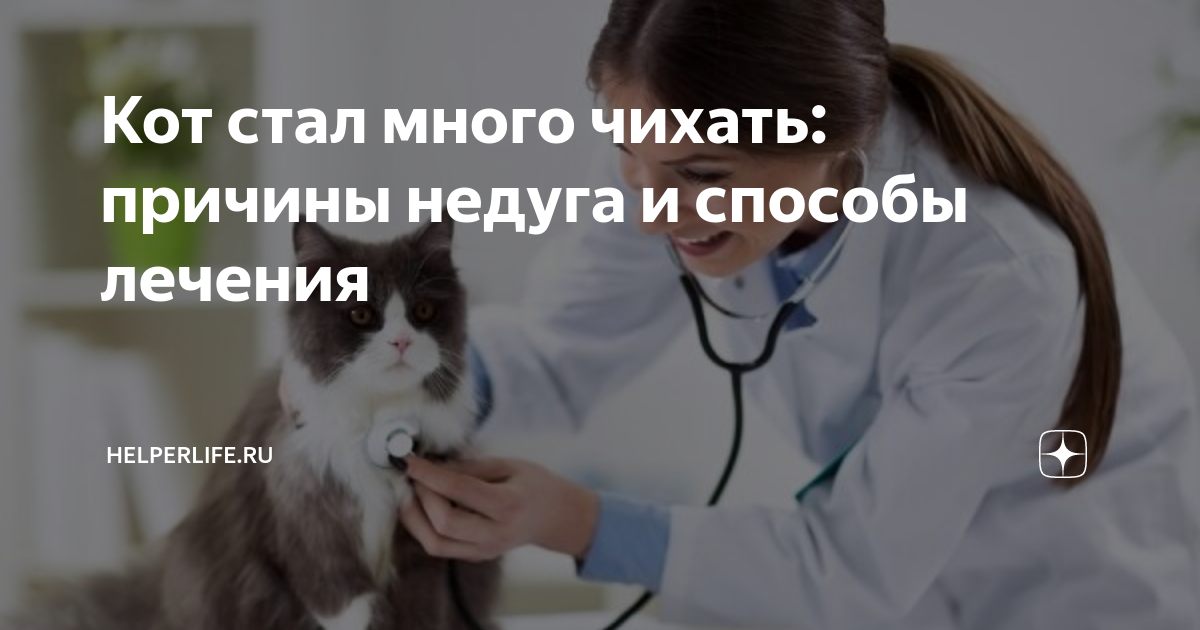 Чихает кошка что делать много раз.