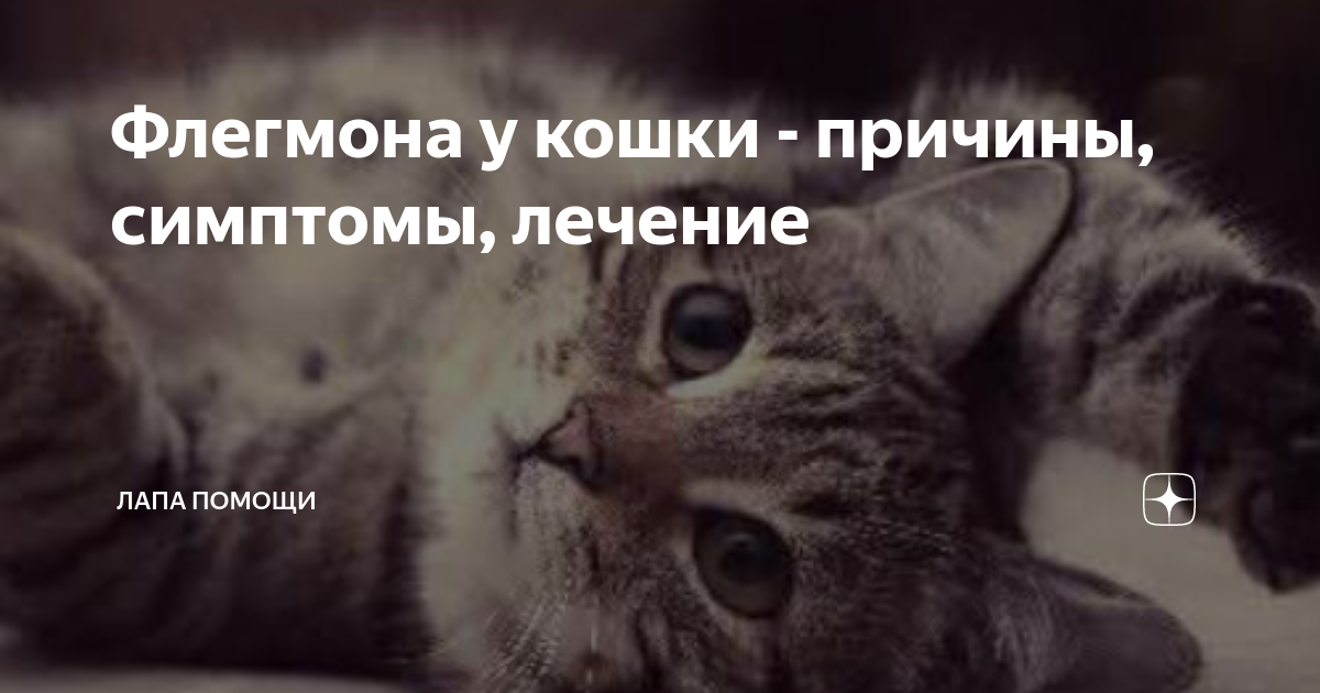 Флегмона у кошки: причины, симптомы и лечение