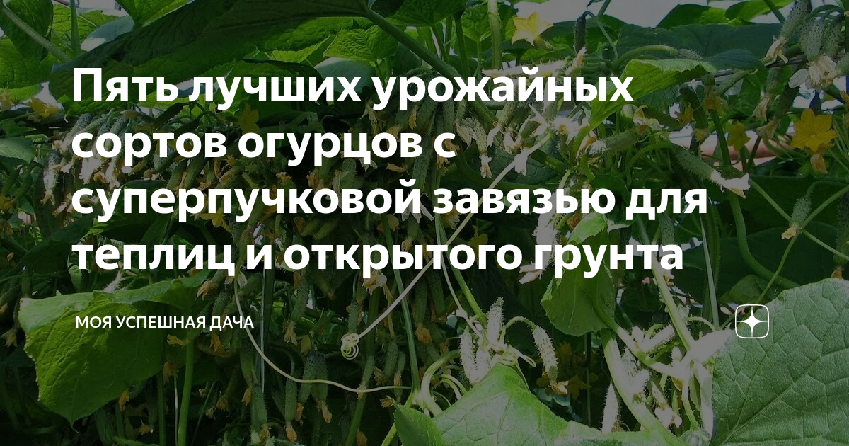 Огурцы сорта высокоурожайные для теплиц. Огурцы супер пучковые для теплицы суперпучковые. Суперпучковые огурцы для теплицы самоопыляемые сорта лучшие. Суперпучковые огурцы для теплицы фото и название.