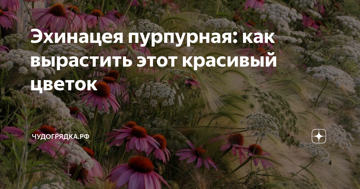 Пурпуром как пишется. Выслушав только одну сторону не. Garden Natura продукция. Кто хочет верить выслушав только одну сторону цитаты.