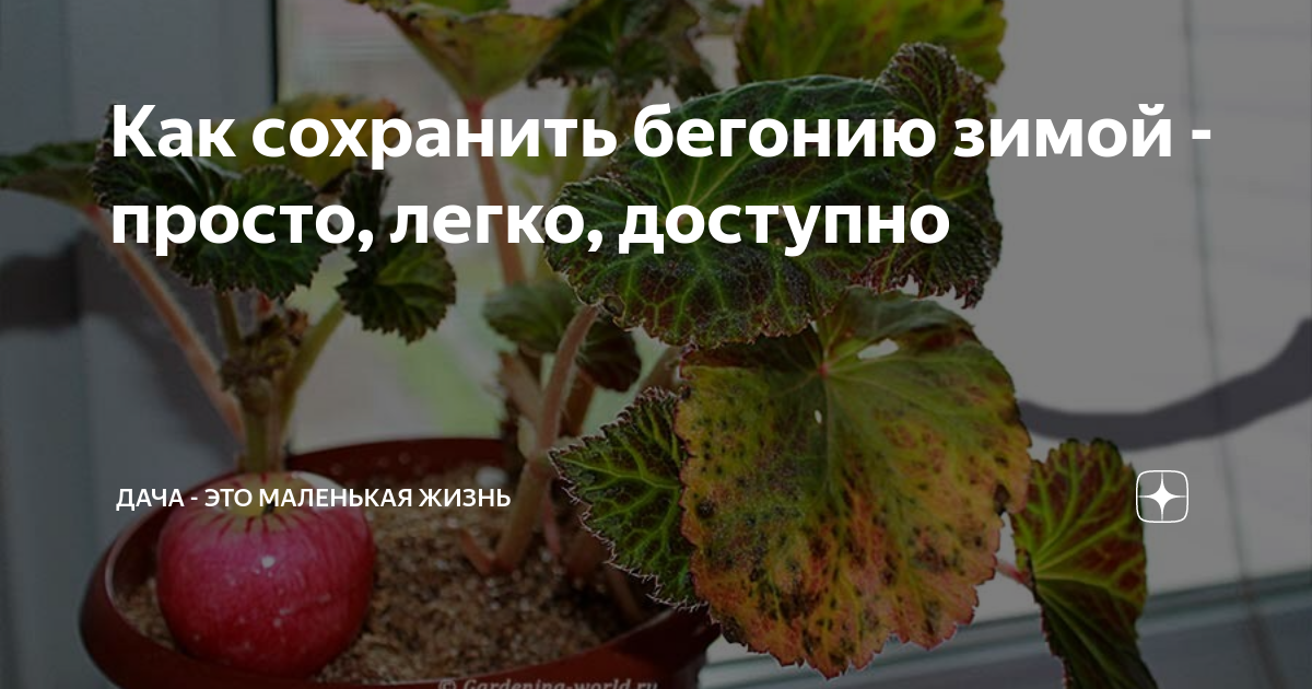 Клубневая бегония как сохранить на зиму. Клубневая бегония как сохранить на зиму
