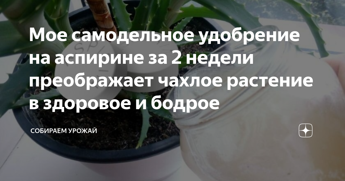 Аспирин для подкормки комнатных растений. Подкормка для комнатных цветов аспирином. Одна таблетка под любой домашний цветок. Аспирин для цветов комнатных полив. Аспирин для цветов комнатных.