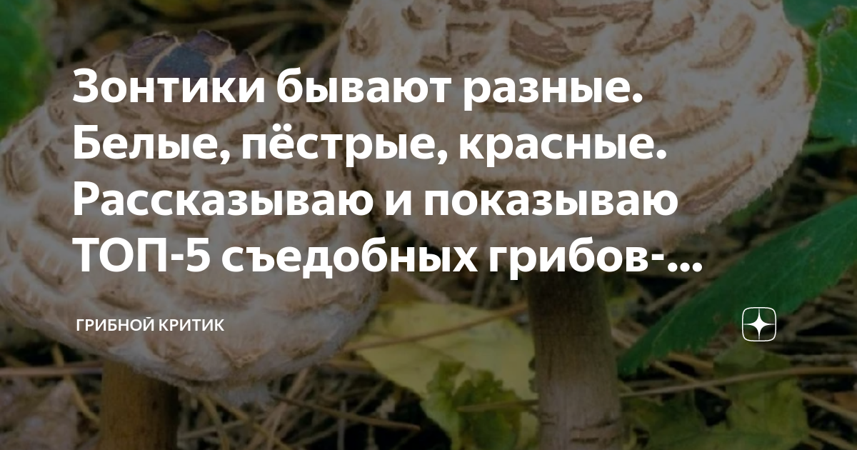 Зонтики бывают разные. Белые, пёстрые, красные. Рассказываю и показываю ...