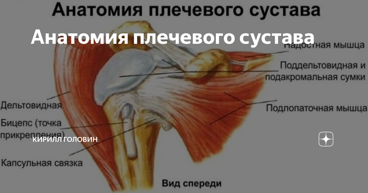 Поддельтовидный бурсит плечевого сустава. Плечевой сустав анатомия. Поддельтовидная сумка плечевого сустава. Субдельтовидный бурсит плечевого сустава. Поддельтовидная синовиальная сумка