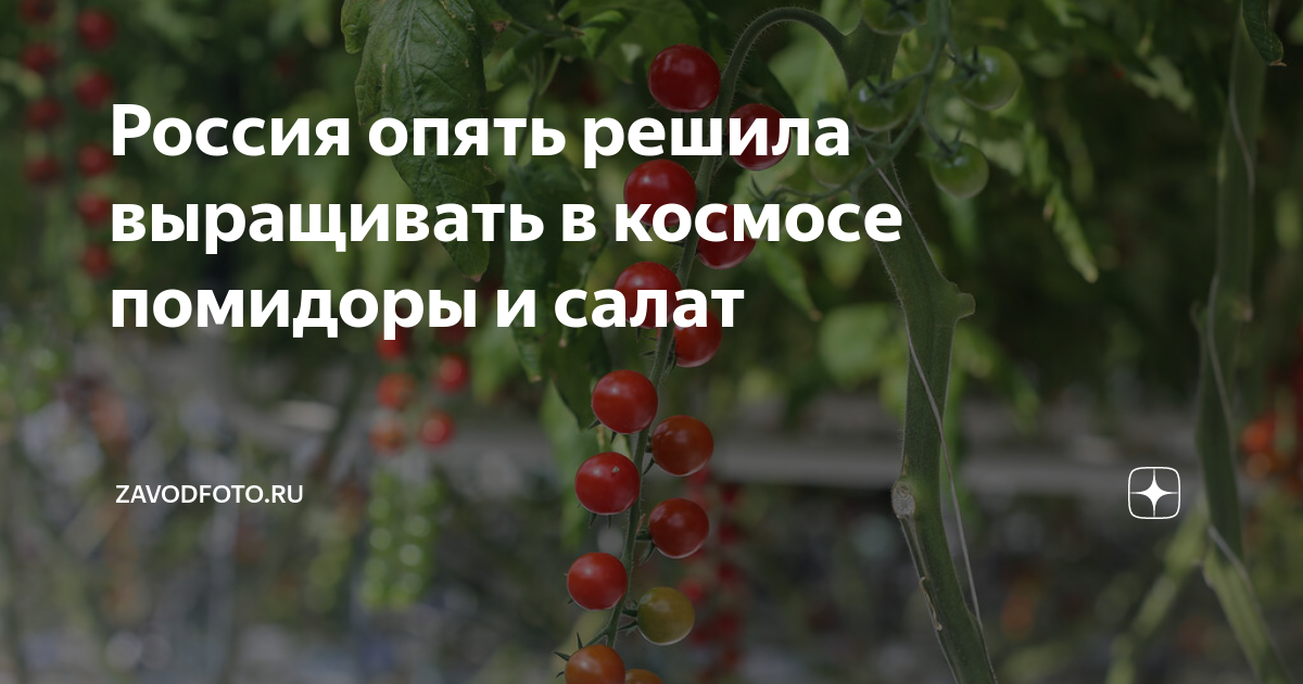 План номер 9 из открытого космоса томат