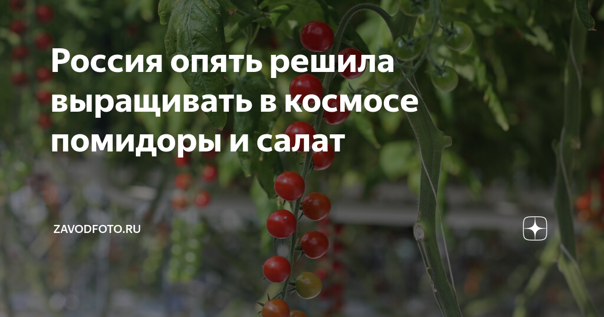 Первый овощ выращенный в космосе. Помидор в космосе. Выращивание томатов в космосе. Томат план 9 из открытого космоса. Космический огород.