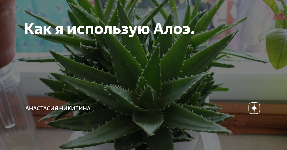 Как вылечить бронхит с помощью алоэ? Применение растения и его полезные свойства