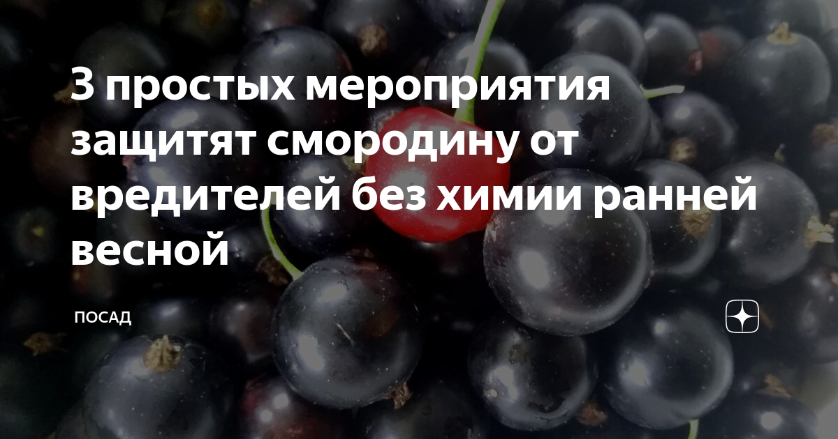 3 простых мероприятия защитят смородину от вредителей без химии ранней ...