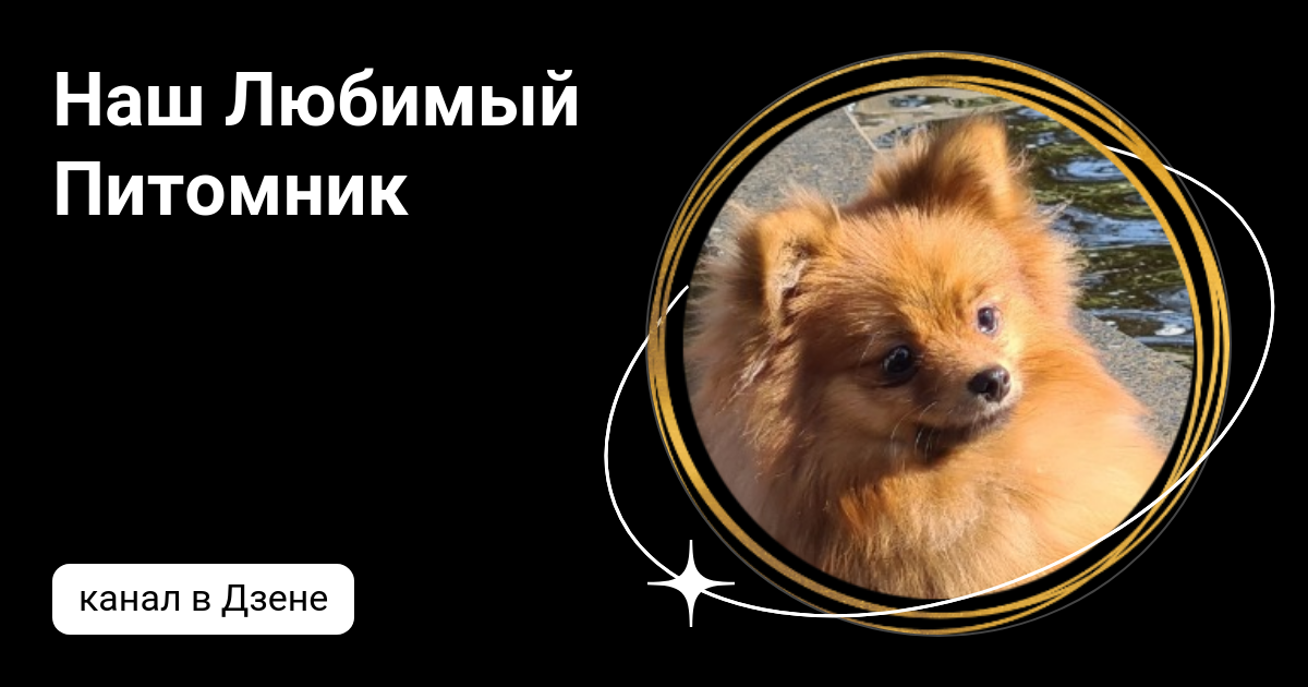 Наш Любимый Питомник | Дзен