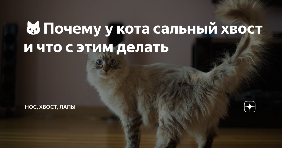 ??Почему у кота сальный хвост и что с этим делать | Нос, хвост, лапы | Дзен