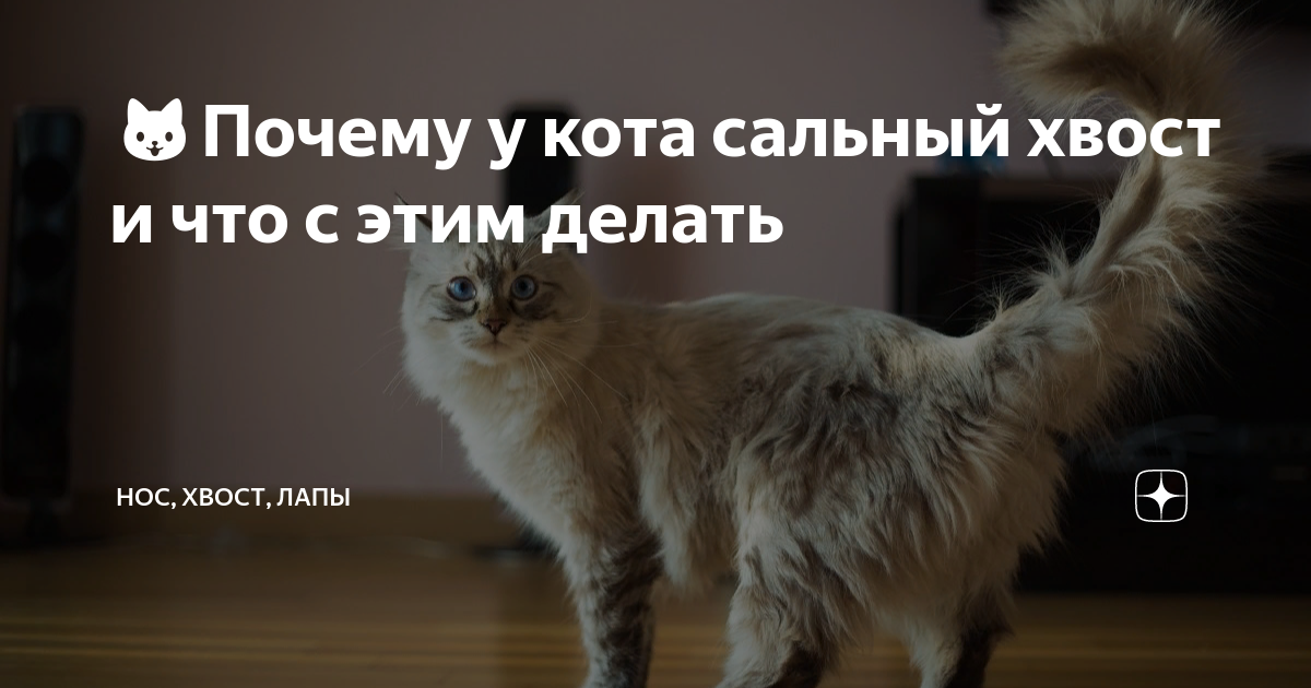 Жирный хвост у кота: причины, лечение