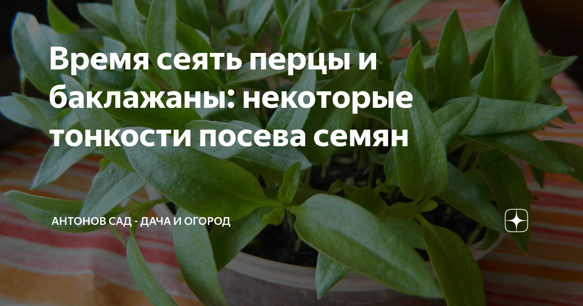 В какие дни в феврале сеять перец. Посадка перца на рассаду в 2023 году. Посев перца на рассаду в 2023 году. Посев перца на рассаду в феврале. Посев лука на рассаду сроки.