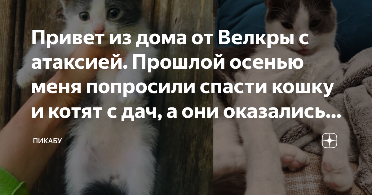 Коты забирают болезни. Кошки болезнь хозяина. Кошка забирает болезни. Котик просит остаться дома.