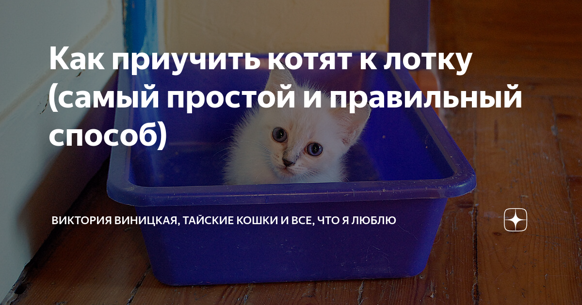Как приучить котенка к лотку в 1.5. Как приучить котёнка к лотку в доме. как приучить котёнка к имени. как научить котенка приносить предметы. как приучить котенка к лотку в 1.5 месяца советы ветеринара.