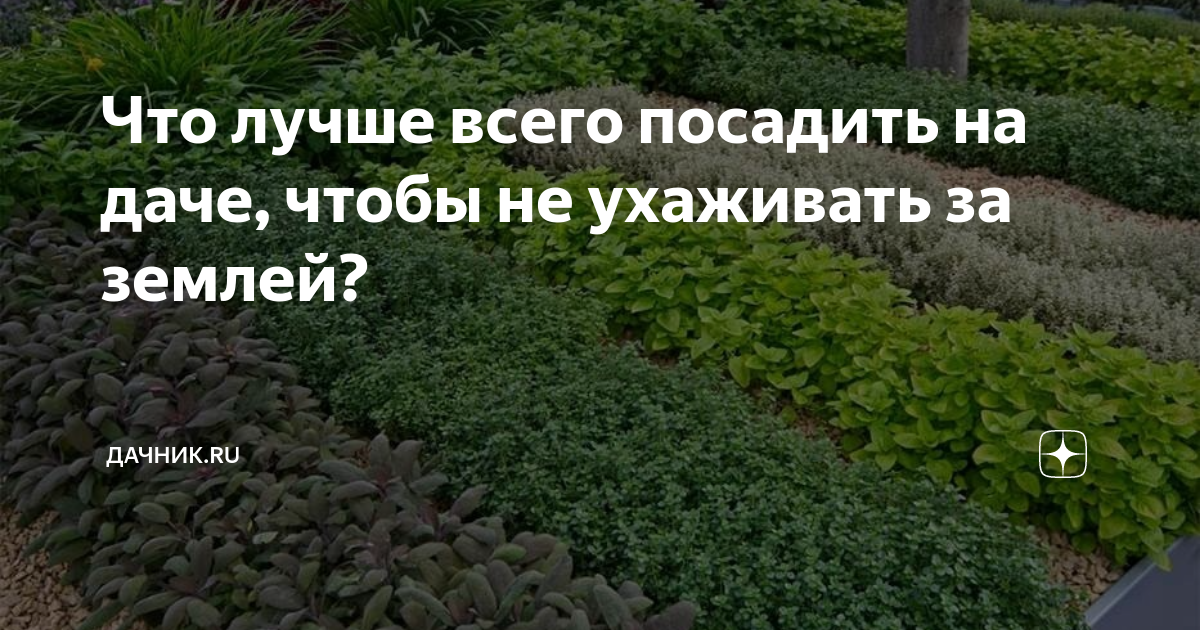 Сосед не ухаживает за участком. Что посадить на даче чтобы не ухаживать. Участок для выращивания декоративных растений. Огород зарос травой. Трава сорняк на огороде