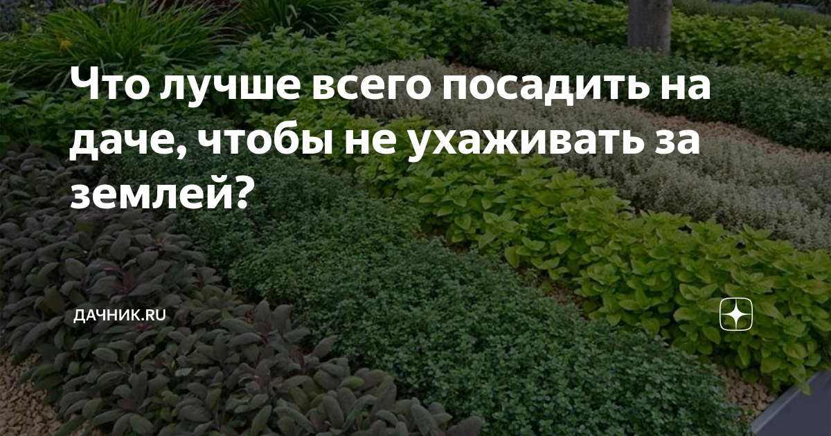 Сосед не ухаживает за участком. Что посадить на даче чтобы не ухаживать. Участок для выращивания декоративных растений. Огород зарос травой. Трава сорняк на огороде.