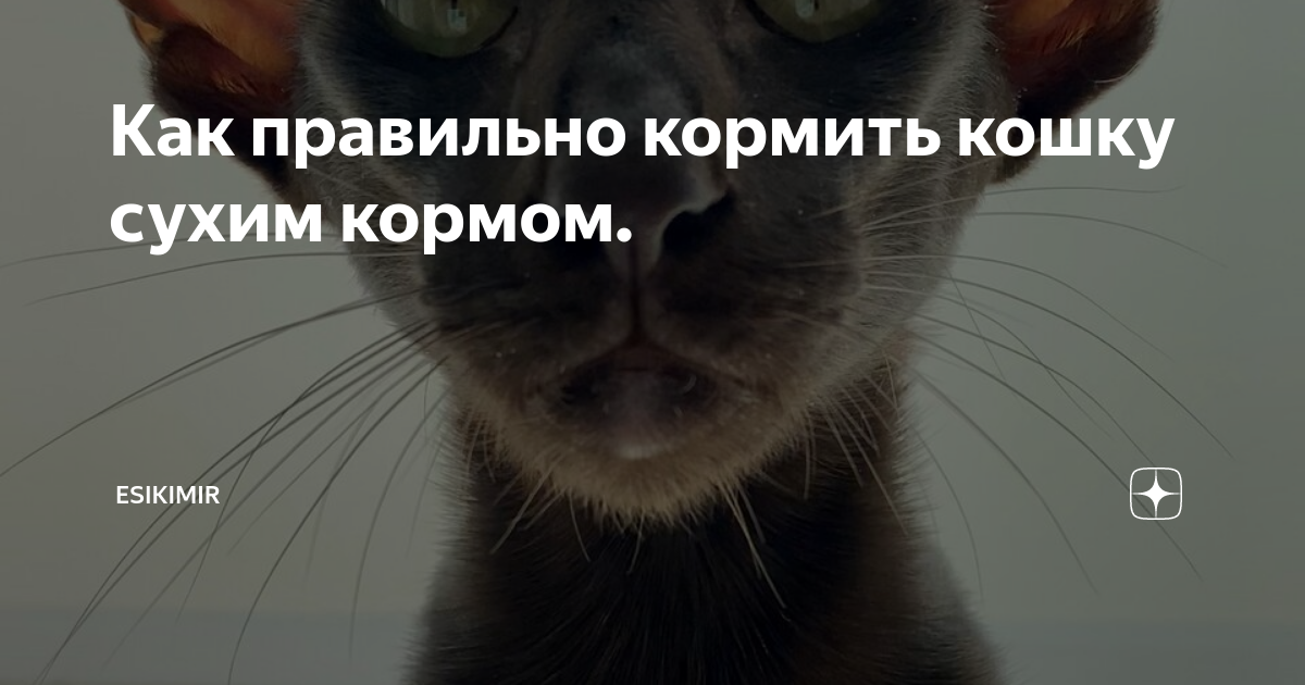 как часто кормить кошку сухим кормом