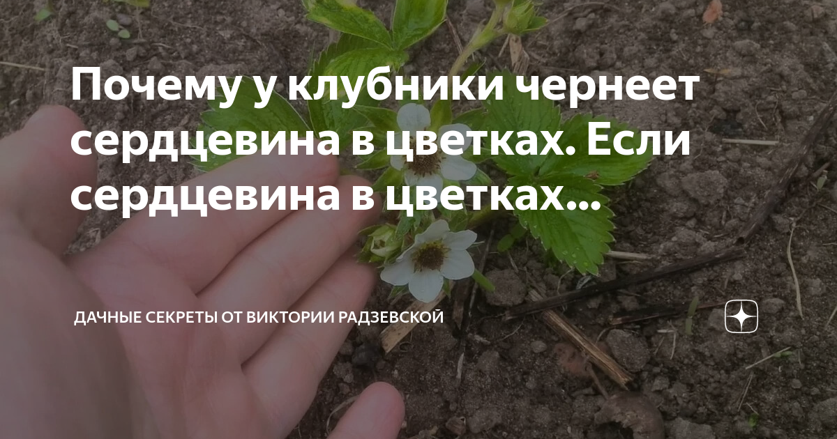 Завязи клубники чернеют. Чернеют цветки клубники ремонтантной. У клубники сердцевина цветка. Способы посадки клубники весной в открытый грунт. Почему чернеют цветы у клубники?.