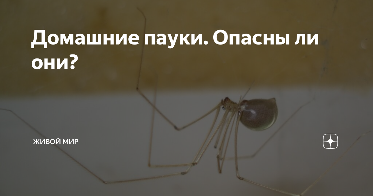 Домашние пауки. Опасны ли они? | Живой мир | Дзен