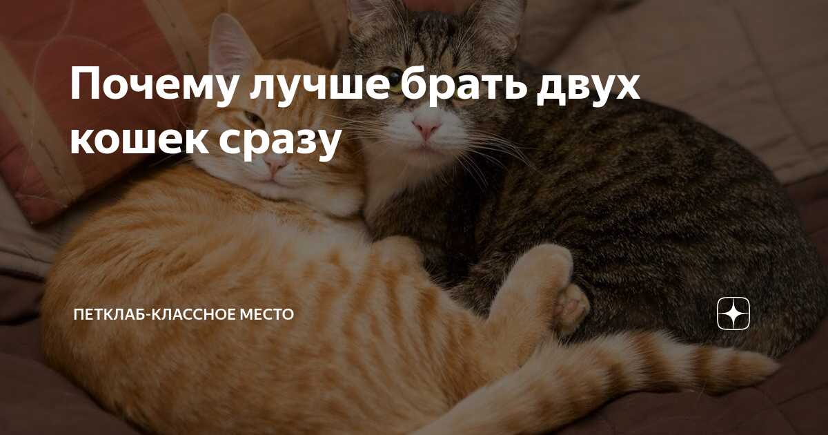 Нужна ли кошке вторая кошка. Стоит ли заводить сразу двух котят. Кот минус. Нужна ли кошке вторая кошка. Нужна ли кошке вторая кошка.