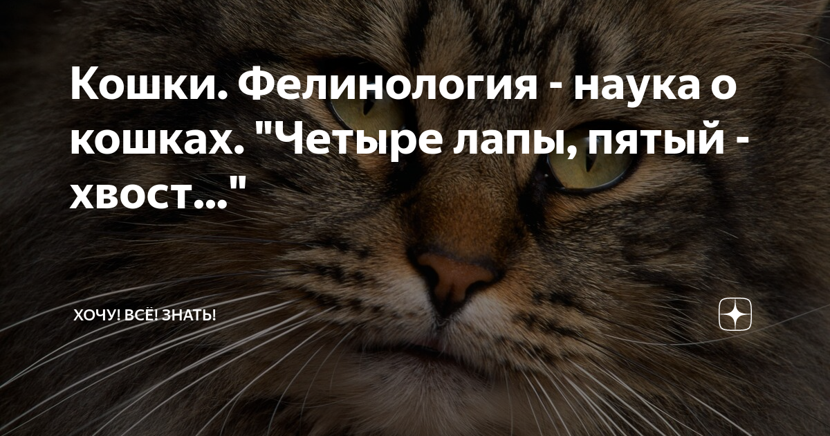 Фелинология это наука изучающая. Наука о кошках. Фелинолог фото. Фелинологи. Фелинология это наука.