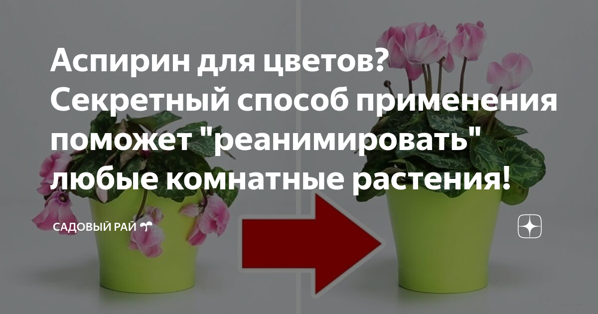 Как поливать цветы аспирином. Аспирин для цветов. Аспирин для комнатных растений. Комнатные цветы и аспирин. Ацетилсалициловая кислота для комнатных цветов.