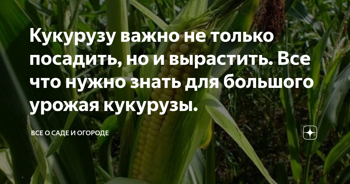 Кукурузу важно не только посадить, но и вырастить. Все что нужно знать ...