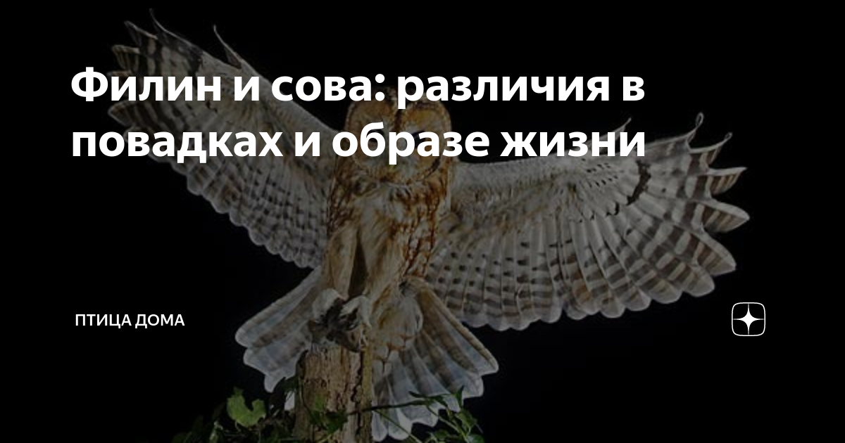 Филин Bubo bubo