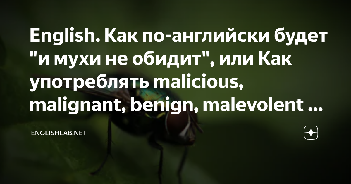 English. Как по-английски будет "и мухи не обидит", или Как употреблять ...