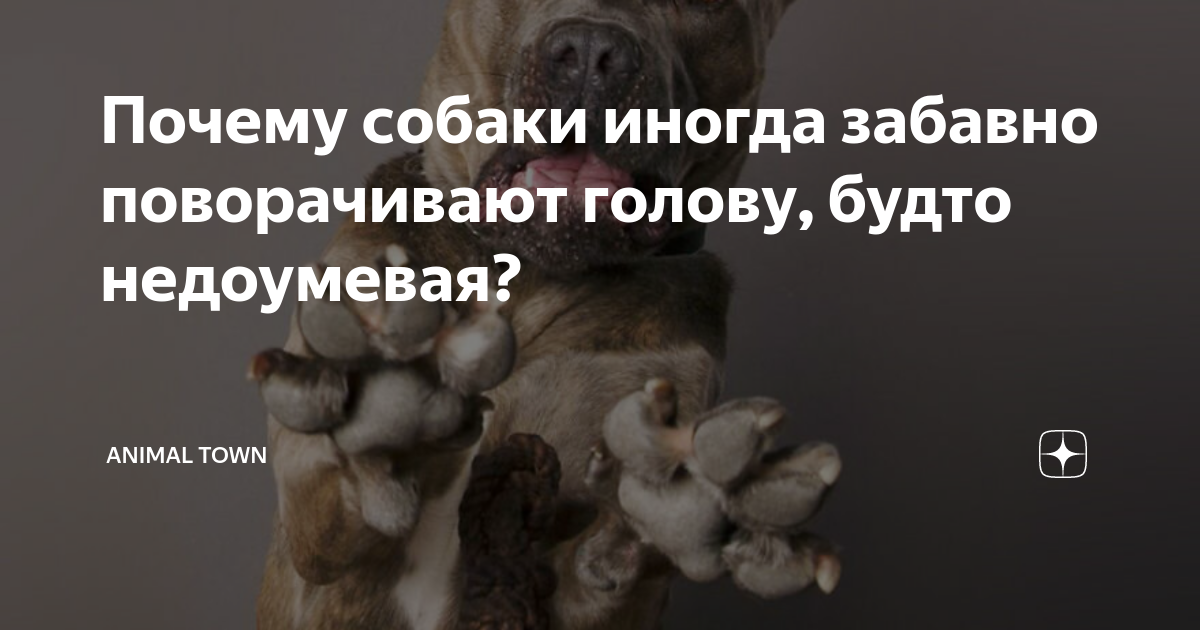 собака не поворачивает голову