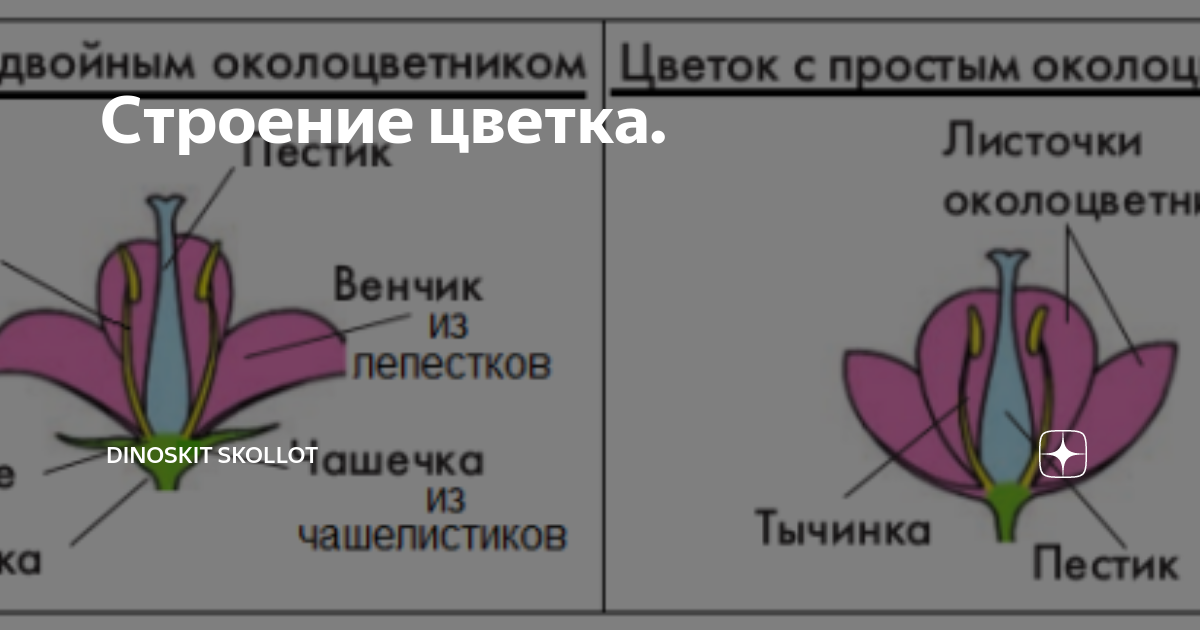 Двойной околоцветник состоит из пестика и тычинок