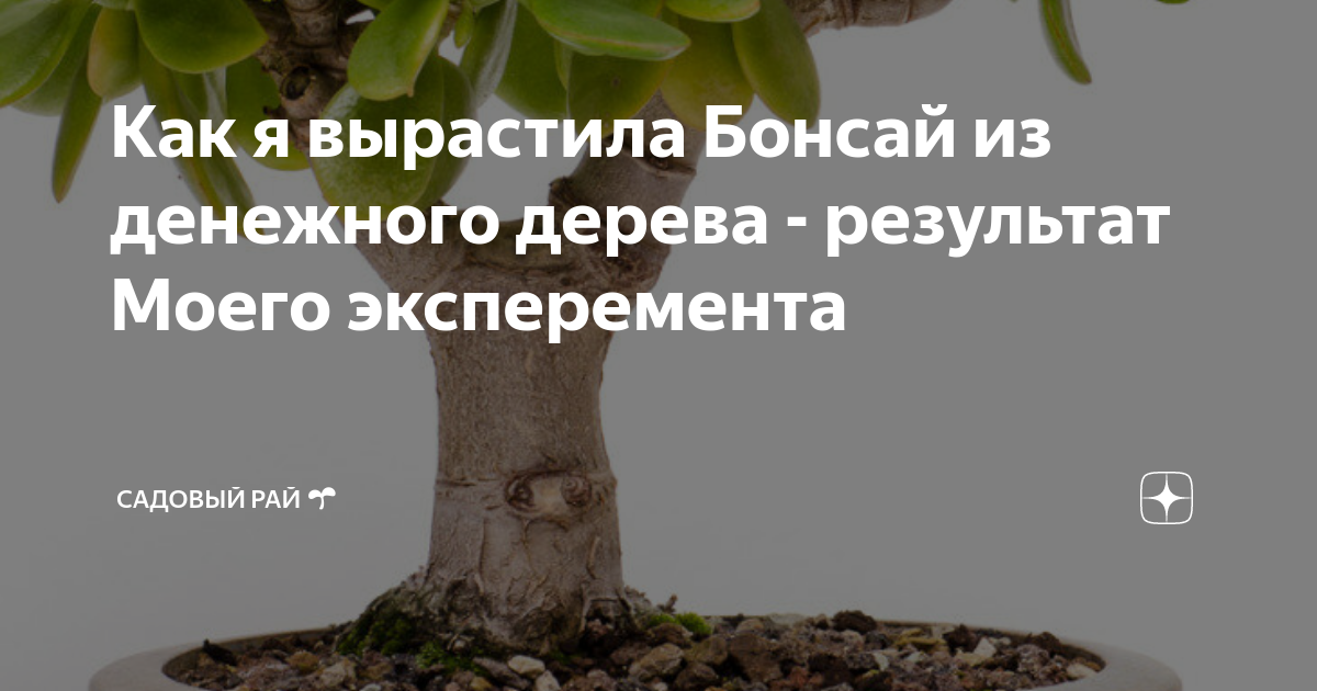 Бонсай из денежного дерева своими руками. Формирование толстянки в стиле бонсай