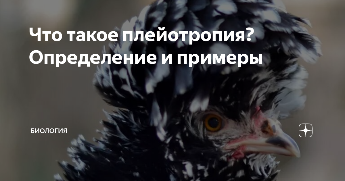 Что такое плейотропия? Определение и примеры | Биология | Дзен