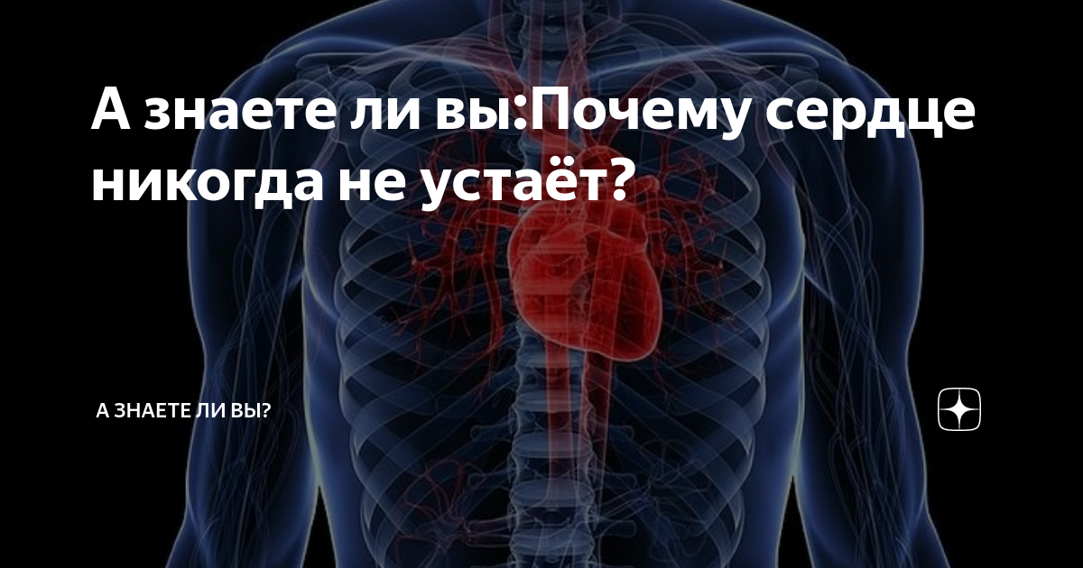 Неутомимый двигатель: почему сердце не устает и не нуждается в отдыхе, как другие мышцы