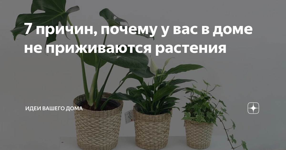 Какие цветы нельзя выращивать 2024. Комнатные растения приносящие в дом. Цветы которые приносят в дом несчастье. Растения приносящие несчастье. Домашние цветы приносящие беды.