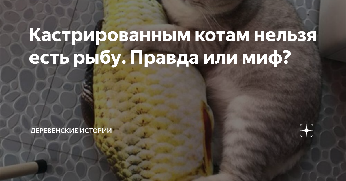 Кастрированным котам нельзя есть рыбу. Правда или миф?