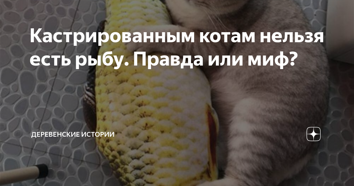 Кастрированным котам можно рыбу. Кошке нельзя рыбу. Бить котов. Почему кошкам нельзя рыбу.