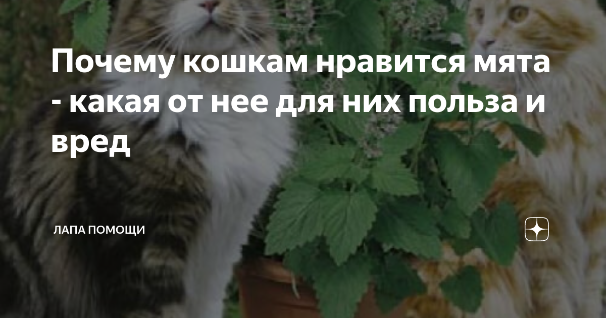 Почему нравится мята. Почему кошкам нравится кошачья мята. почему кошки любят мяту. почему кошки любят кошачью мяту. кошачья мята польза и вред для кошки.