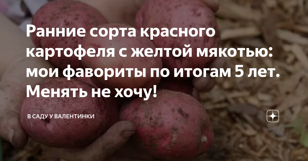Ранние сорта красного картофеля с желтой мякотью: мои фавориты по ...