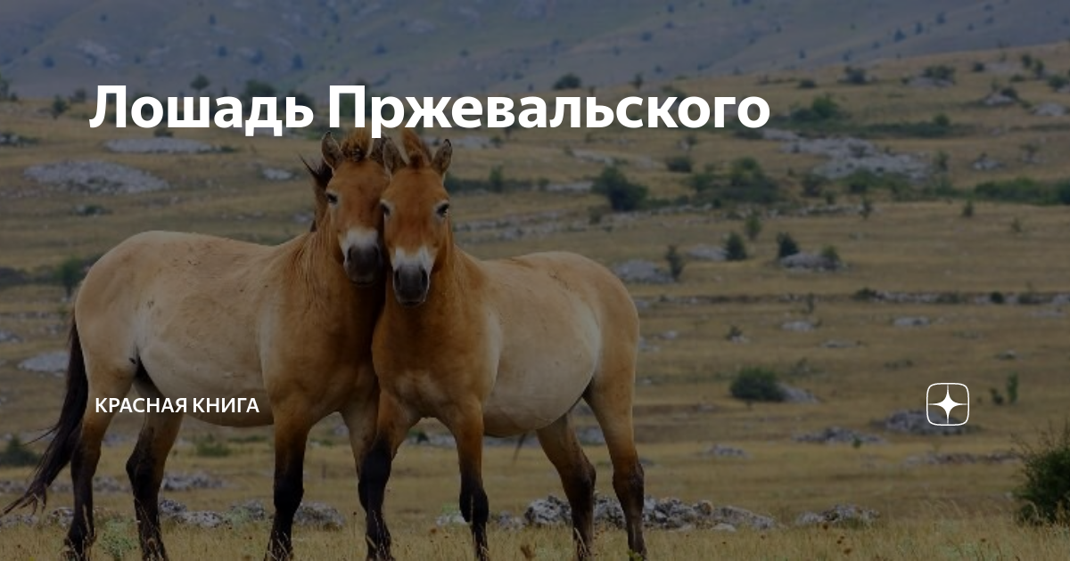 Лошадь Пржевальского | Красная книга | Дзен